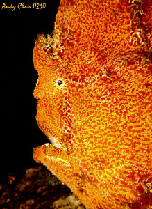 Frog Face - Padang Bai, Bali
Canon G9 by Andy Chan 
